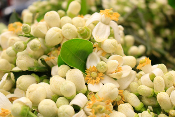 Đào phai, mai tàn, dân Hà thành chơi hoa bày đĩa nửa triệu/kg