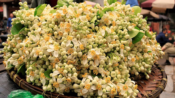 Đào phai, mai tàn, dân Hà thành chơi hoa bày đĩa nửa triệu/kg