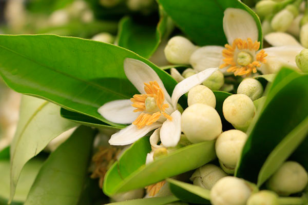 Đào phai, mai tàn, dân Hà thành chơi hoa bày đĩa nửa triệu/kg