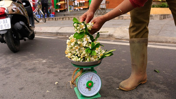 Đào phai, mai tàn, dân Hà thành chơi hoa bày đĩa nửa triệu/kg