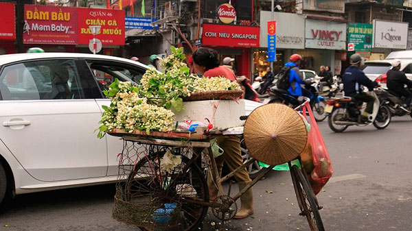 Đào phai, mai tàn, dân Hà thành chơi hoa bày đĩa nửa triệu/kg