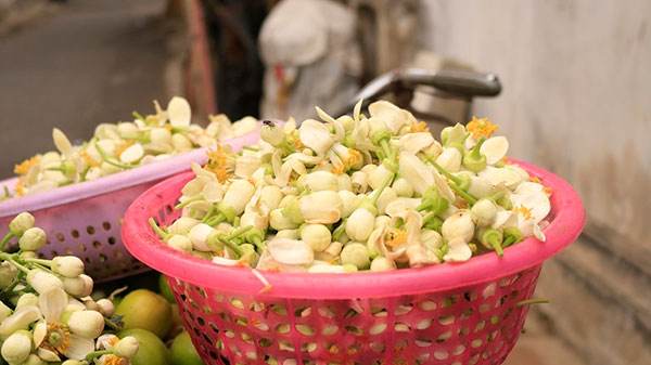 Đào phai, mai tàn, dân Hà thành chơi hoa bày đĩa nửa triệu/kg