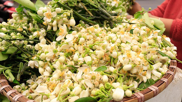 Đào phai, mai tàn, dân Hà thành chơi hoa bày đĩa nửa triệu/kg