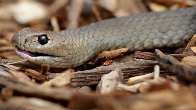 Quà Valentine bá đạo: Lấy tên người yêu cũ đặt cho gián, rắn độc