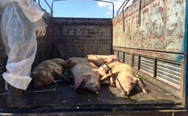 Truy tìm tài xế điều khiển xe tải chở heo mắc bệnh lở mồm long móng vào lò mổ
