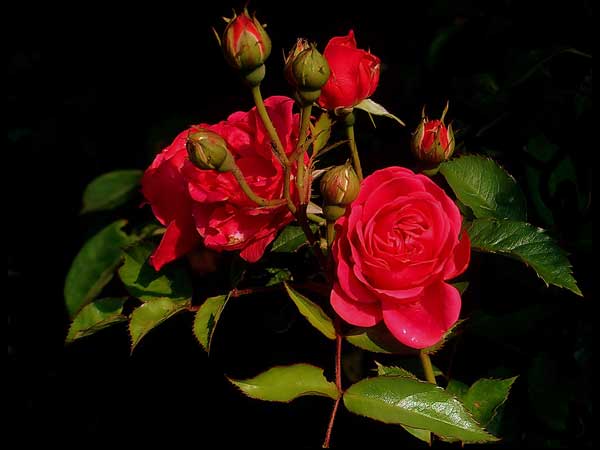 Valentine 14/2: Lời chúc ngọt ngào cho những người đang yêu