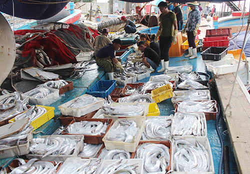 Ngư dân Nghệ An trúng mẻ cá hố 1,5 tỷ đồng