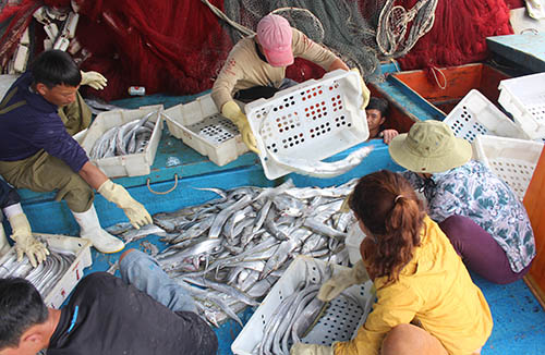 Ngư dân Nghệ An trúng mẻ cá hố 1,5 tỷ đồng