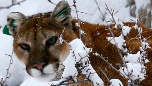 Người đàn ông Mỹ giết chết sư tử núi bằng tay không như thế nào?