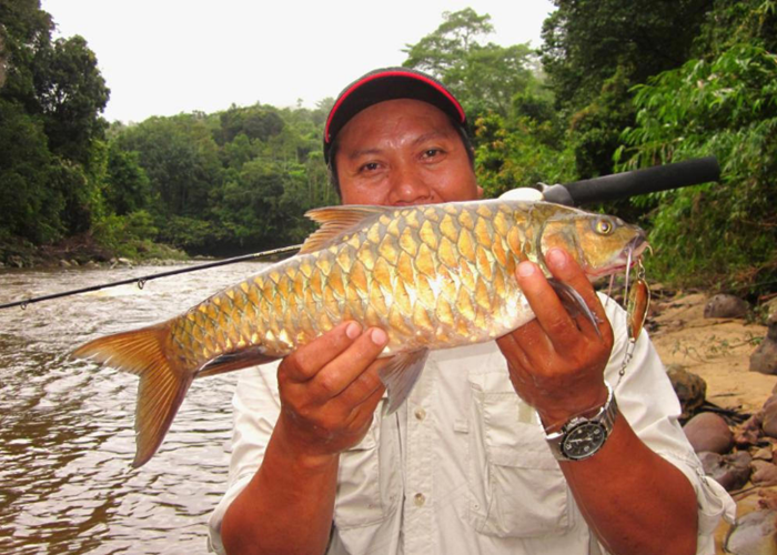 Cá đặc sản được mệnh danh vong bất liễu ngư có giá quý như vàng