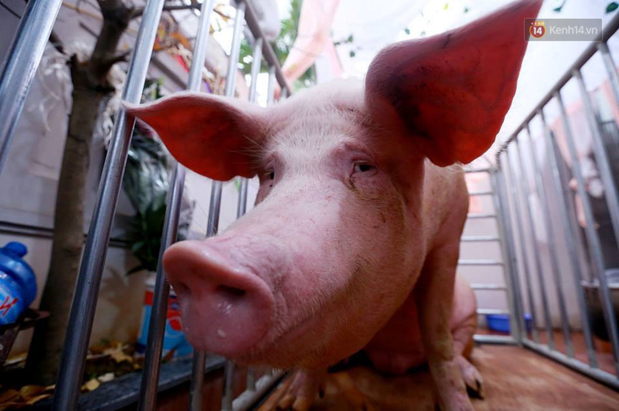 Hà Nội: Dùng kim khâu vào da của 17 ông lợn để thực hiện lễ rước và tế lợn trong đêm ở làng La Phù