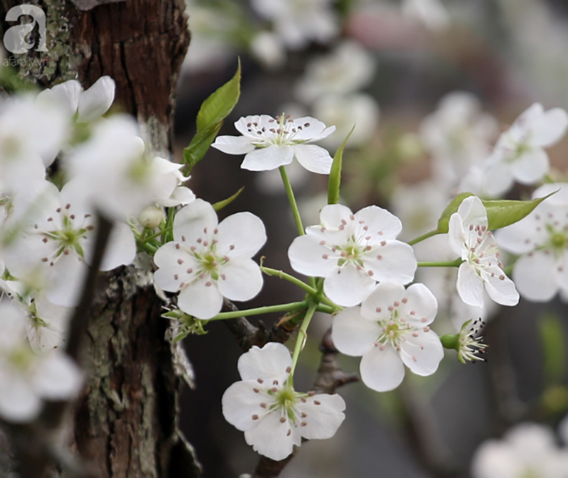 Hà Nội: Hàng nghìn cành lê trắng nở rợp trời, tiểu thương hét giá lên đến 15 triệu dịp Rằm tháng Giêng