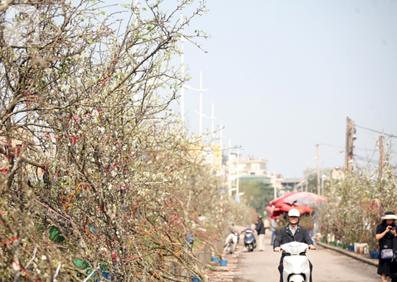 Hà Nội: Hàng nghìn cành lê trắng nở rợp trời, tiểu thương hét giá lên đến 15 triệu dịp Rằm tháng Giêng