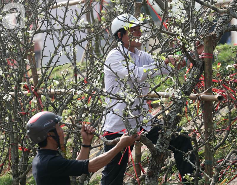 Hà Nội: Hàng nghìn cành lê trắng nở rợp trời, tiểu thương hét giá lên đến 15 triệu dịp Rằm tháng Giêng