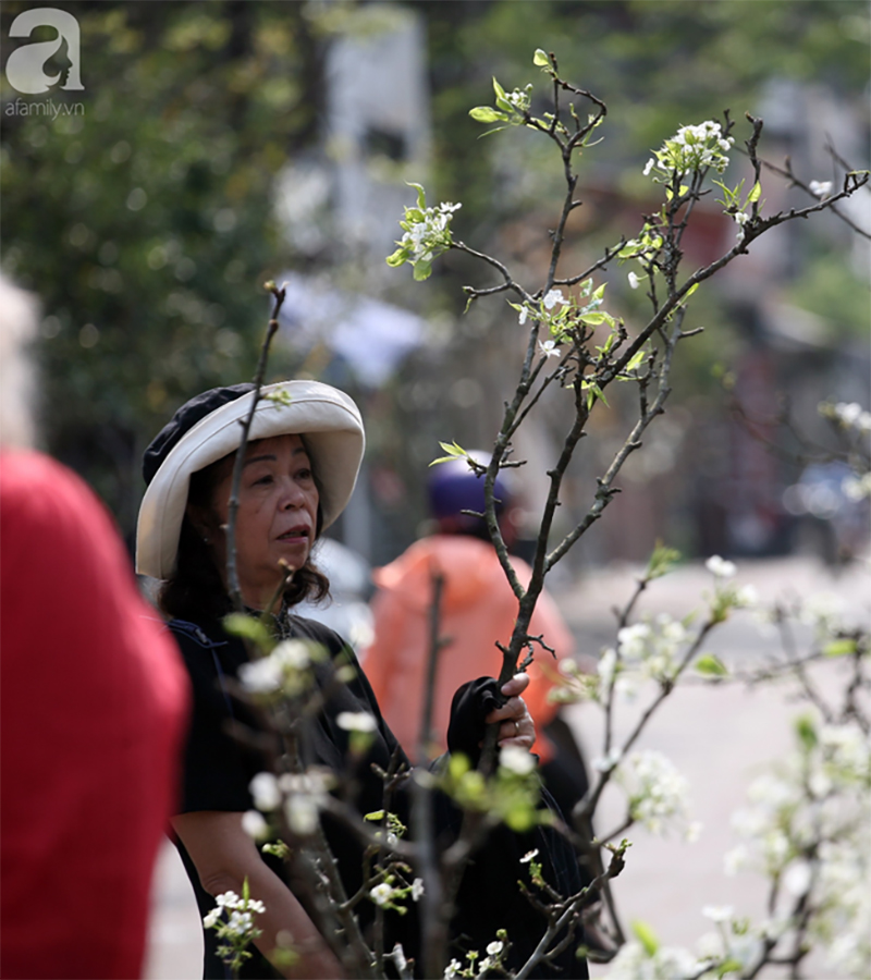 Hà Nội: Hàng nghìn cành lê trắng nở rợp trời, tiểu thương hét giá lên đến 15 triệu dịp Rằm tháng Giêng
