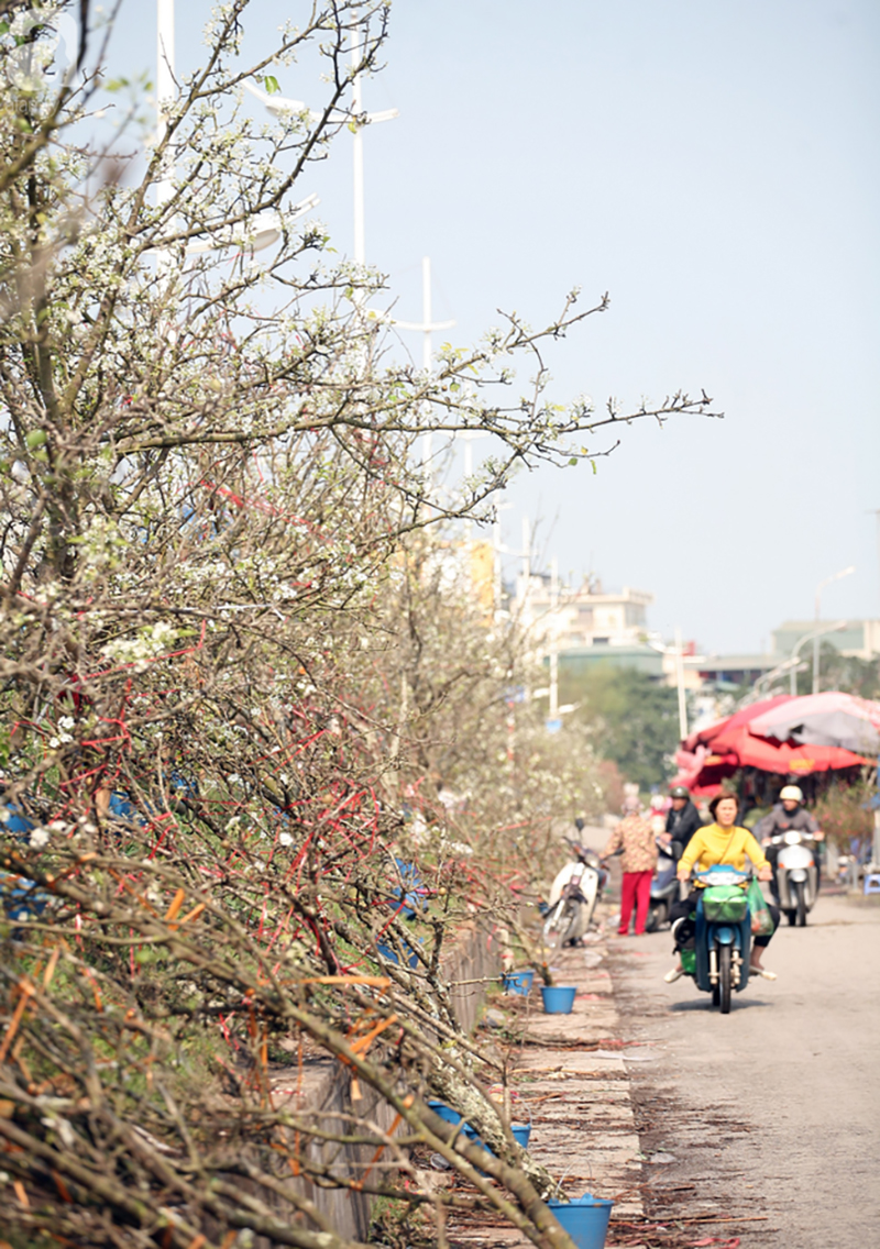Hà Nội: Hàng nghìn cành lê trắng nở rợp trời, tiểu thương hét giá lên đến 15 triệu dịp Rằm tháng Giêng