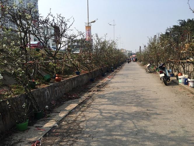 Người Hà Nội bỏ tiền triệu mua hoa lê chơi sau Tết