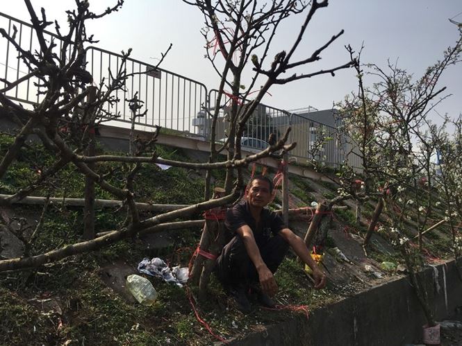 Người Hà Nội bỏ tiền triệu mua hoa lê chơi sau Tết