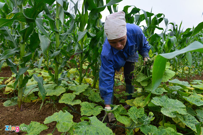 Cuộc sống trên hòn đảo bí hiểm giữa sông Hồng