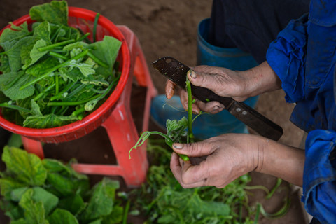 Cuộc sống trên hòn đảo bí hiểm giữa sông Hồng