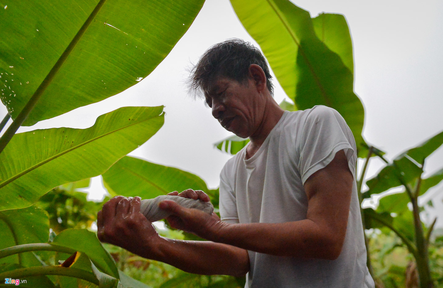 Cuộc sống trên hòn đảo bí hiểm giữa sông Hồng