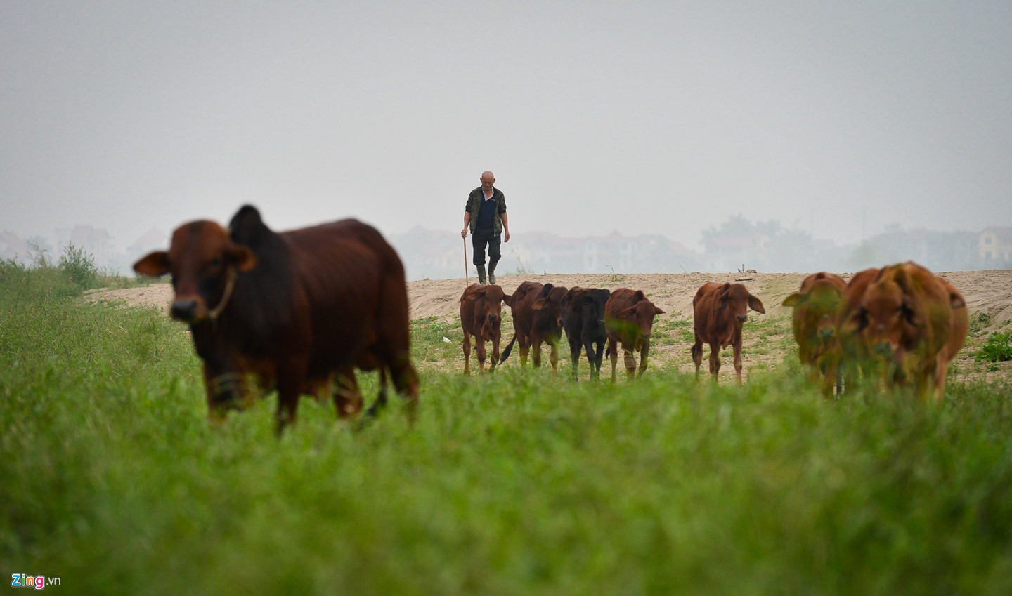 Cuộc sống trên hòn đảo bí hiểm giữa sông Hồng