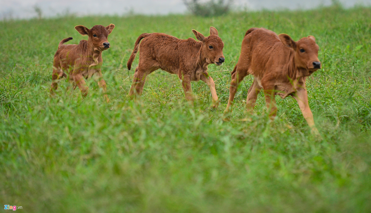 Cuộc sống trên hòn đảo bí hiểm giữa sông Hồng