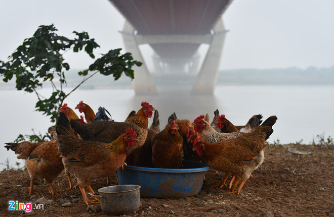 Cuộc sống trên hòn đảo bí hiểm giữa sông Hồng