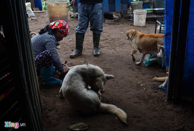 Cuộc sống trên hòn đảo bí hiểm giữa sông Hồng