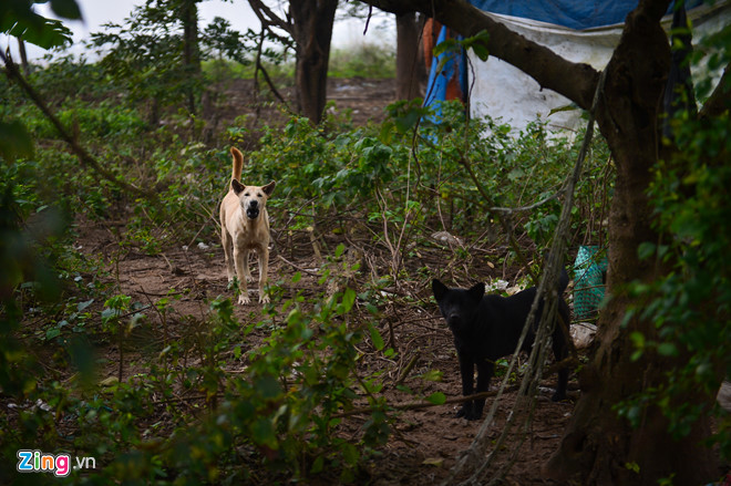 Cuộc sống trên hòn đảo bí hiểm giữa sông Hồng