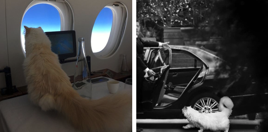 Mèo cưng của Karl Lagerfeld trở thành mèo giàu nhất thế giới với tài sản 3,4 triệu đô