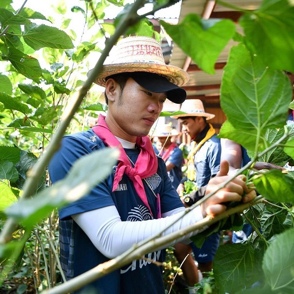 Xuân Trường mặc trang phục địa phương đi hái lá dâu, nuôi tằm cùng Buriram United