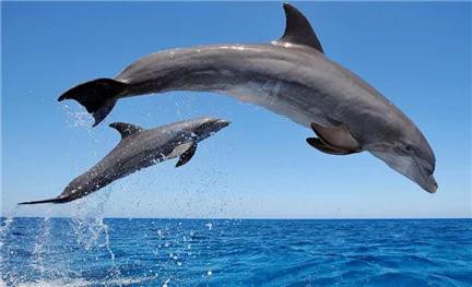 Nhật Bản: Hé lộ sự thật cảnh tàn sát cá heo khủng khiếp đang bị lên án mạnh mẽ