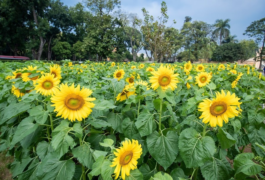 Ngỡ ngàng vườn hướng dương nở rộ giữa lòng Thủ đô