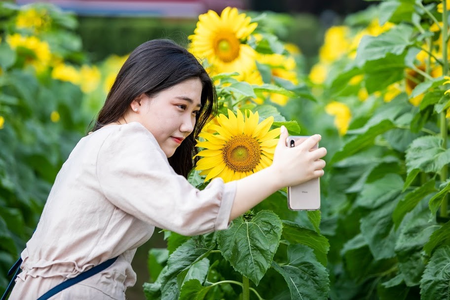 Ngỡ ngàng vườn hướng dương nở rộ giữa lòng Thủ đô