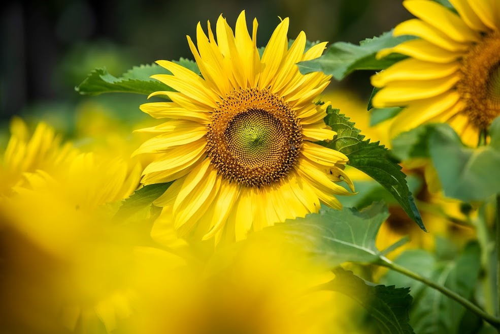 Ngỡ ngàng vườn hướng dương nở rộ giữa lòng Thủ đô