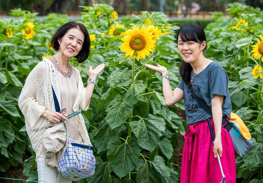 Ngỡ ngàng vườn hướng dương nở rộ giữa lòng Thủ đô