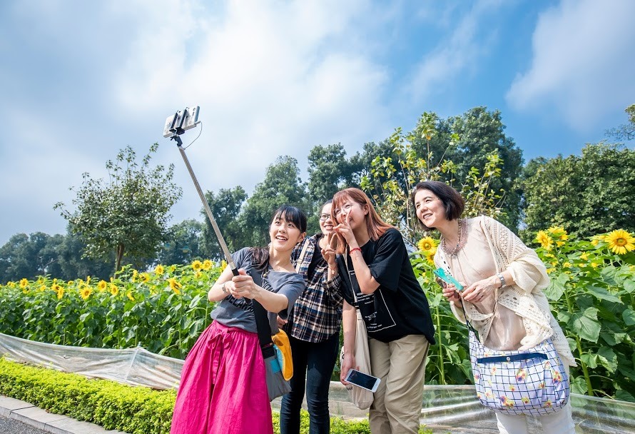 Ngỡ ngàng vườn hướng dương nở rộ giữa lòng Thủ đô