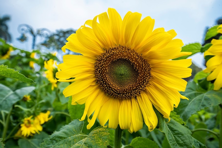 Ngỡ ngàng vườn hướng dương nở rộ giữa lòng Thủ đô