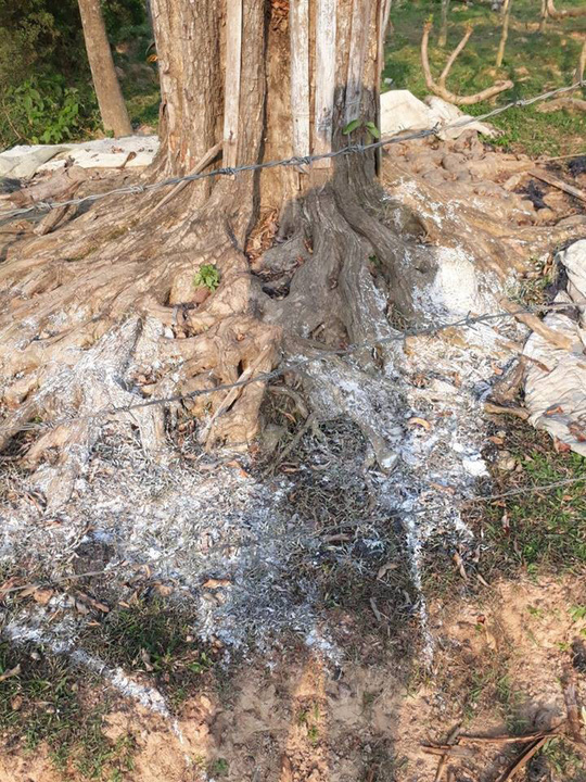 Rơi nước mắt thấy gốc cây vườn ươm bạc tỉ bị kẻ xấu đổ nước muối