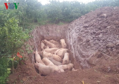 Người dân mang hàng trăm con lợn nhiễm dịch tả châu Phi đi tiêu hủy