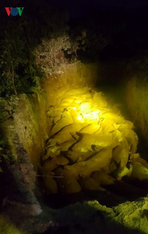 Người dân mang hàng trăm con lợn nhiễm dịch tả châu Phi đi tiêu hủy