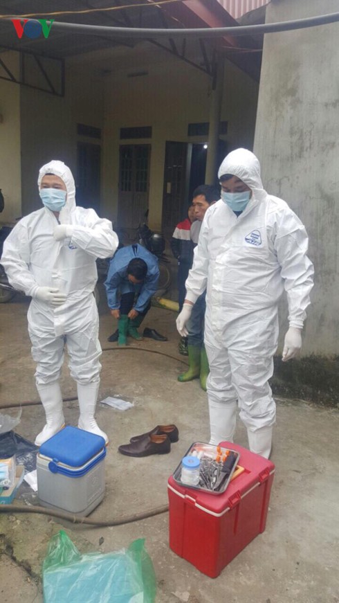 Người dân mang hàng trăm con lợn nhiễm dịch tả châu Phi đi tiêu hủy