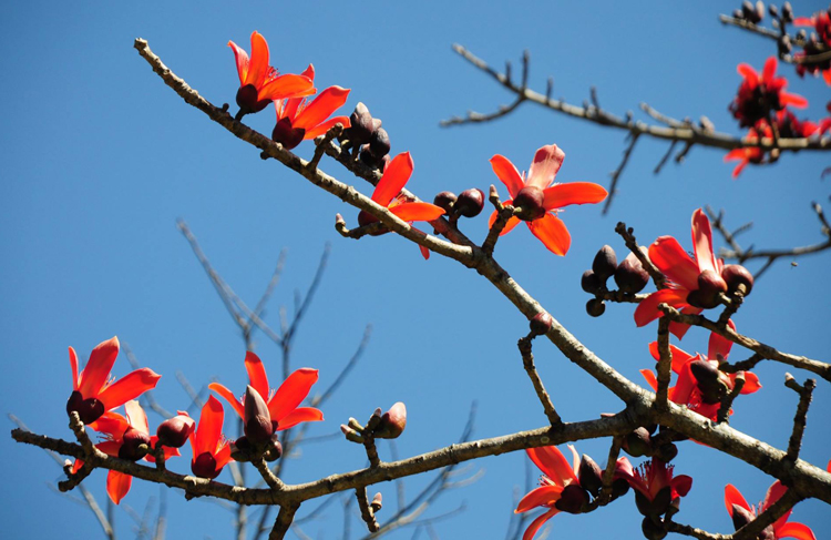 Miền Bắc đêm nay đón gió mùa