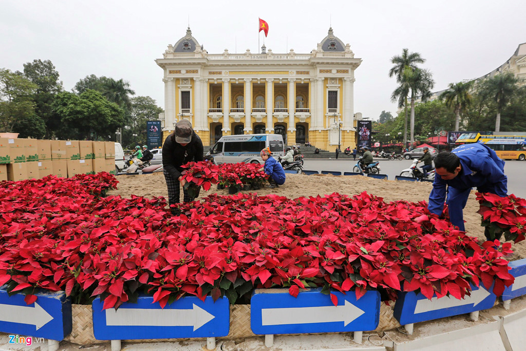 Hoa từ Đà Lạt về trang trí Hà Nội đón hội nghị thượng đỉnh Mỹ - Triều