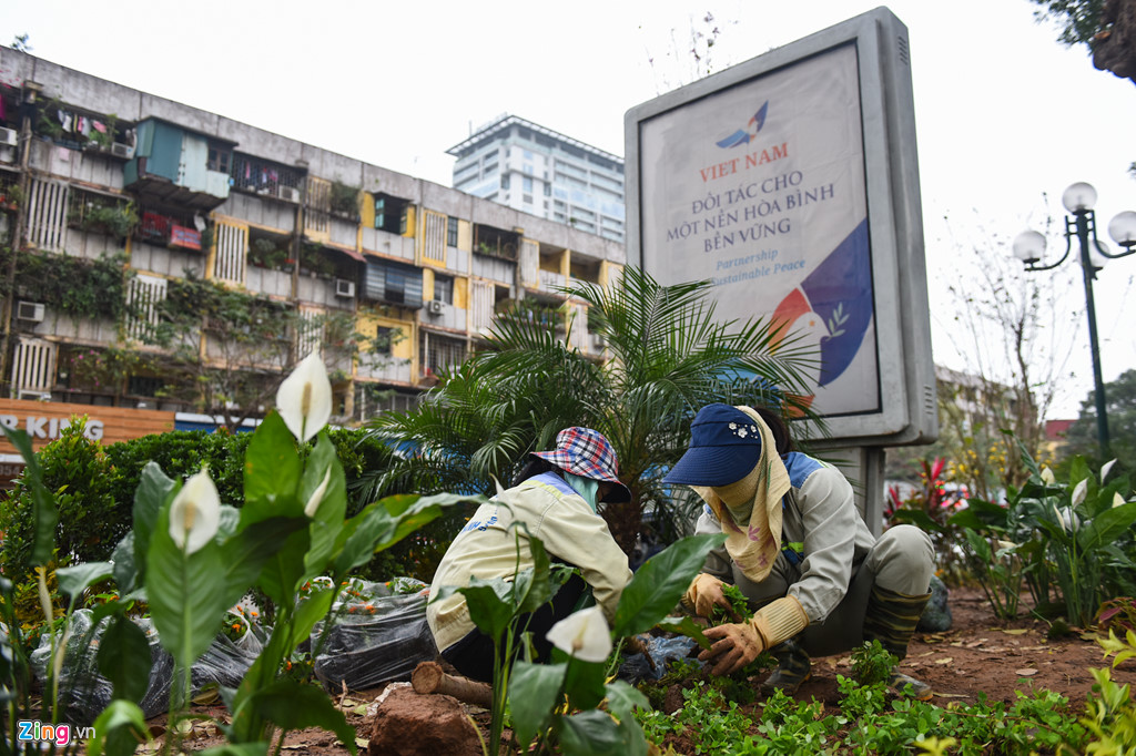 Hoa từ Đà Lạt về trang trí Hà Nội đón hội nghị thượng đỉnh Mỹ - Triều