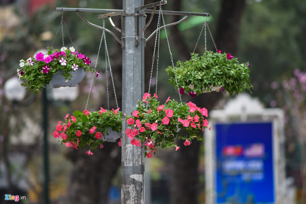 Hoa từ Đà Lạt về trang trí Hà Nội đón hội nghị thượng đỉnh Mỹ - Triều