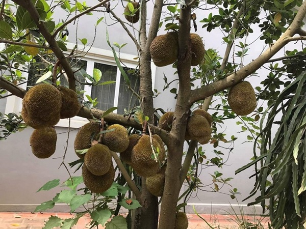 Chiêm ngưỡng cơ ngơi nhà vườn rộng rãi để trồng rau lúc tuổi già của vợ chồng Hồng Đăng sau 18 năm mơ ước