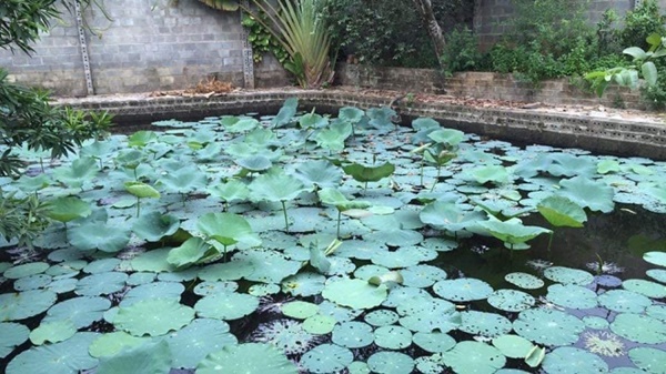 Chiêm ngưỡng cơ ngơi nhà vườn rộng rãi để trồng rau lúc tuổi già của vợ chồng Hồng Đăng sau 18 năm mơ ước