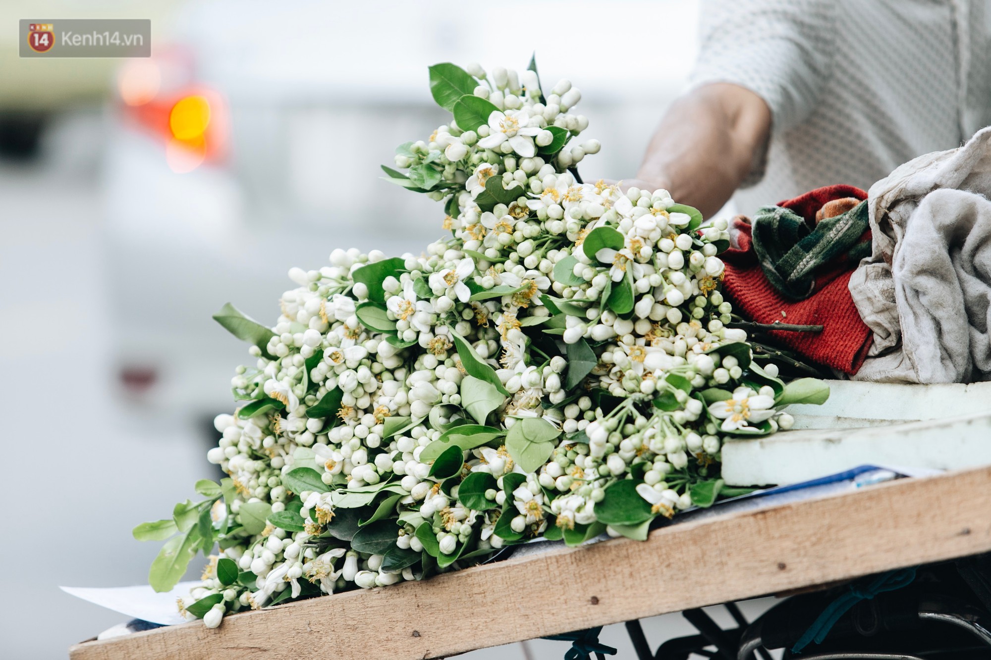 Hoa bưởi tháng 2 theo gió xuống phố Hà Nội, giá lên đến 300.000 đồng/kg vẫn cháy hàng